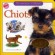 Chiots -  Collectif