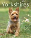 Yorkshires - Illustr d'une soixantaine de dessins et photos en couleurs - Armin Kriechbaumer - Animaux, chiens - KRIECHBAUMER - Libristo