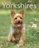 Yorkshires - Illustr d'une soixantaine de dessins et photos en couleurs - Armin Kriechbaumer - Animaux, chiens -  KRIECHBAUMER