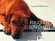 Eduquer son chien en un week-end -  DAVIS Caroline, DAVIS Keith  -  Education chien