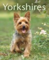 Yorkshires - Illustré d'une soixantaine de dessins et photos en couleurs - Armin Kriechbaumer - Animaux, chiens - KRIECHBAUMER - Libristo