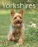 Yorkshires - Illustré d'une soixantaine de dessins et photos en couleurs - Armin Kriechbaumer - Animaux, chiens
